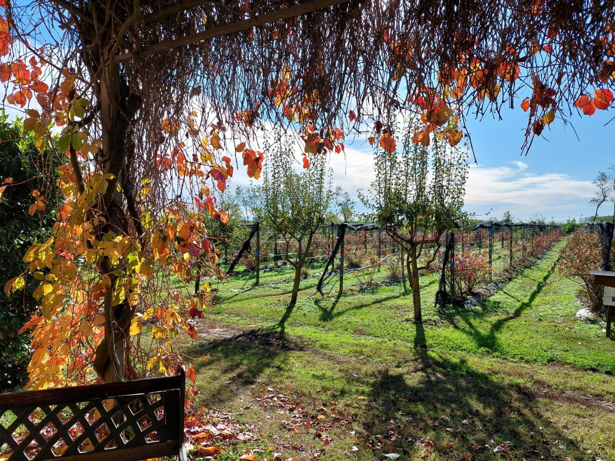 Agriturismo Vignarello Villa Tornaco Exterior photo